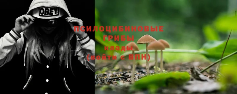 Псилоцибиновые грибы MAGIC MUSHROOMS  где купить наркоту  Байкальск 